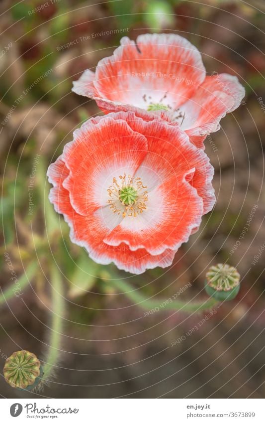 ein bisschen Mohn zum Mohntag Mohnblume Mohnblüte Blume Blüte Pflanze Mohnkapsel Sommer Blühend Schwache Tiefenschärfe rot Natur Farbfoto Außenaufnahme