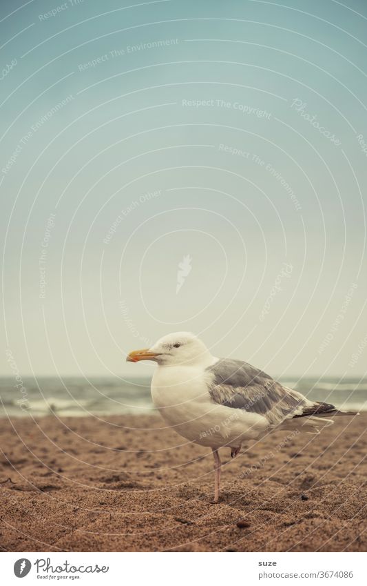 Maritime Glückwünsche für willma* Möwe Möwenvögel Strand trübes Wetter Meer Ostsee tierisch Ahoi Tier Vogel Außenaufnahme Farbfoto Menschenleer Himmel Küste