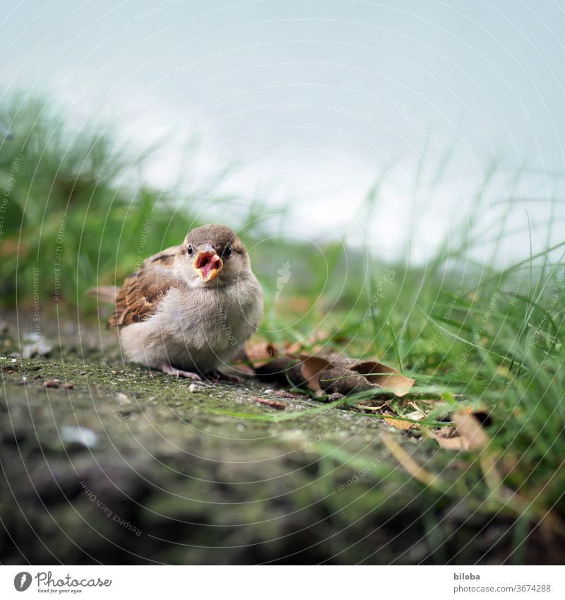 Vogel streckt am Wegrand seine Zunge raus. Spatz Schnabel Federn Tier Außenaufnahme Wildtier 1 Tierporträt Schwache Tiefenschärfe