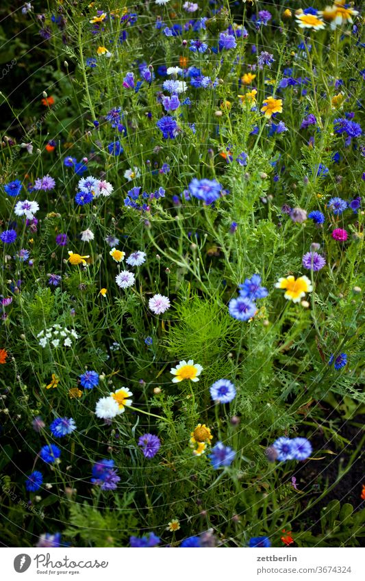 Blühende Bienenweide im Sommer blume blühen blüte erholung ferien garten gras kleingarten kleingartenkolonie menschenleer natur pflanze rasen ruhe