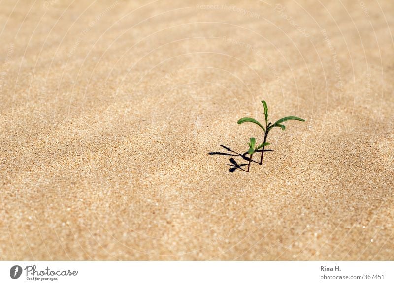 En miniature Natur Pflanze Baum Strand Wachstum Zusammensein hell klein trocken Kraft Perspektive Miniatur Sand Außenaufnahme Menschenleer Textfreiraum links