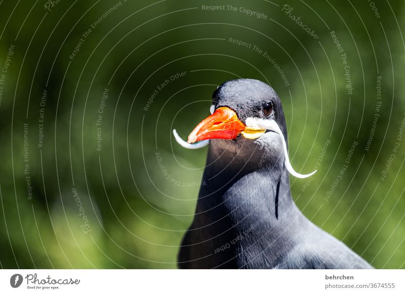 horst lichter Feder Kontrast Natur Tier Wildtier Vogel Flügel Tiergesicht fantastisch exotisch elegant außergewöhnlich Schnabel inkaseeschwalbe schön Farbfoto