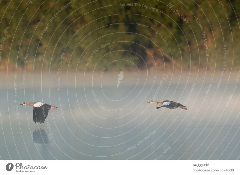 Nilgänse im Flug durch den Morgennebel Tag Farbfoto Außenaufnahme Natur Gans fliegend Tier Vogel Wildtier Menschenleer Umwelt Schwarm Wildgans Tiergruppe