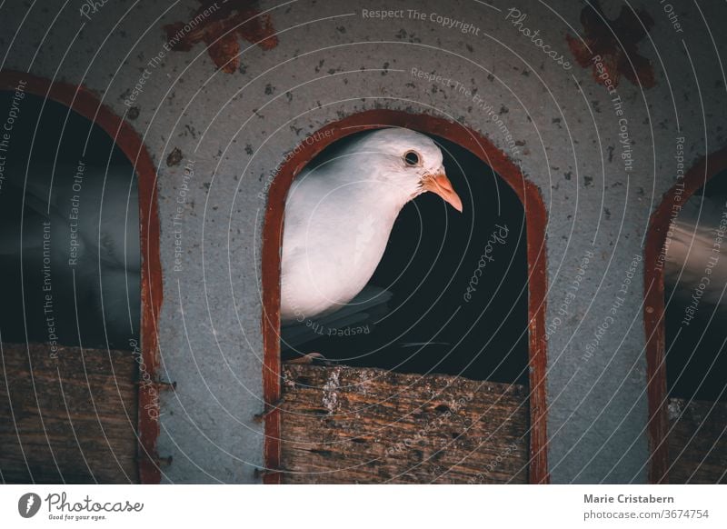 Eine Taube, die aus ihrem Vogelhaus schaut filmisch dunkel und launisch Taubenhaus Taubenschlag aussruhen Frieden Vogelfotografie Streptopelien natürlich