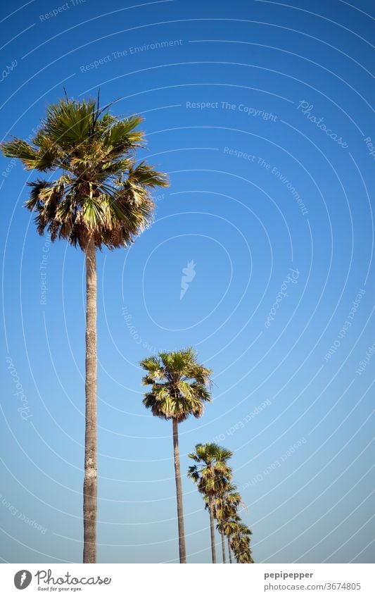 Palmen Palmenwedel Farbfoto Pflanze Natur grün Außenaufnahme Menschenleer exotisch Baum Ferien & Urlaub & Reisen Himmel Tourismus Blatt Sommerurlaub blau