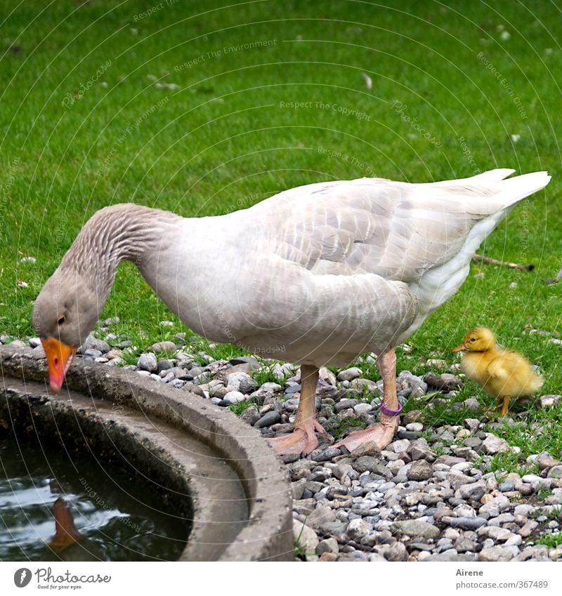 AST6 Inntal | Wer ist die Schönste im ganzen Land? Tier Haustier Nutztier Vogel Gans Küken Gänschen 2 Tierjunges Tierfamilie schön lustig Neugier niedlich