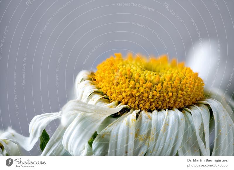 Leucanthemum-Hybride, Blütenkopf, Nahaufnahme leucanthemum Margerite Zwitter ornamental Garten Pflanze gelb weiß