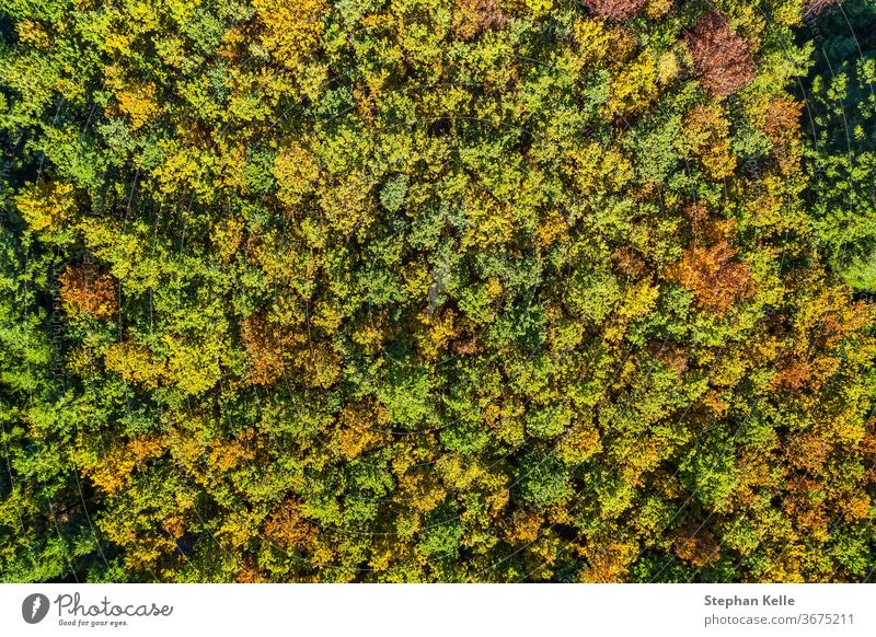 Sommer warm Sonne Licht Wald Luftaufnahme Antenne Ansicht Baum Park Natur Dröhnen Landschaft grün Hintergrund reisen fallen schön golden Fotografie oben Herbst