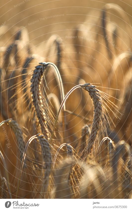 von herzen Kornfeld Herz Feld Sommer Natur Getreide Landwirtschaft Gerste Getreidefeld gelb Ackerbau Bioprodukte nachhaltig Liebe Ähren Wachstum Ernährung