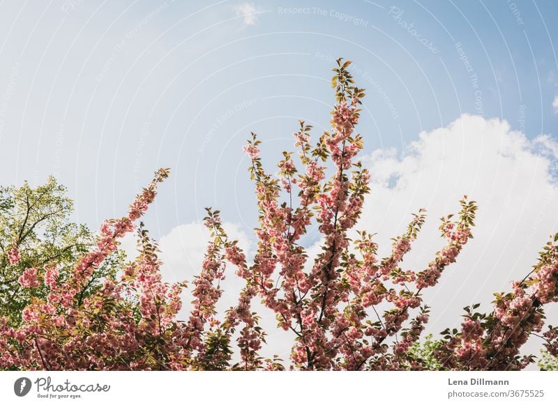 Kirschbaum Blüten böühend Blauer Himmel Wolken bewölkt Frühling blühen Äste Baum Bäume Früjahr Sonnenschein