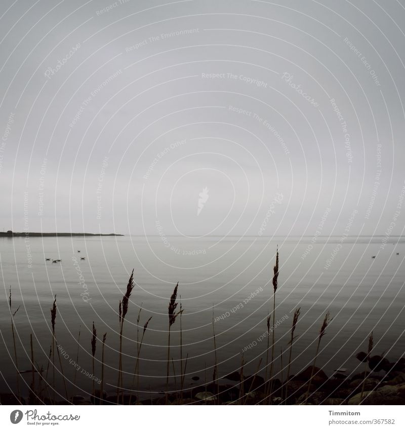 Was noch kommt. Ferien & Urlaub & Reisen Umwelt Natur Urelemente Erde Wasser Himmel Wolken schlechtes Wetter Pflanze Küste Nordsee Dänemark Blick träumen warten