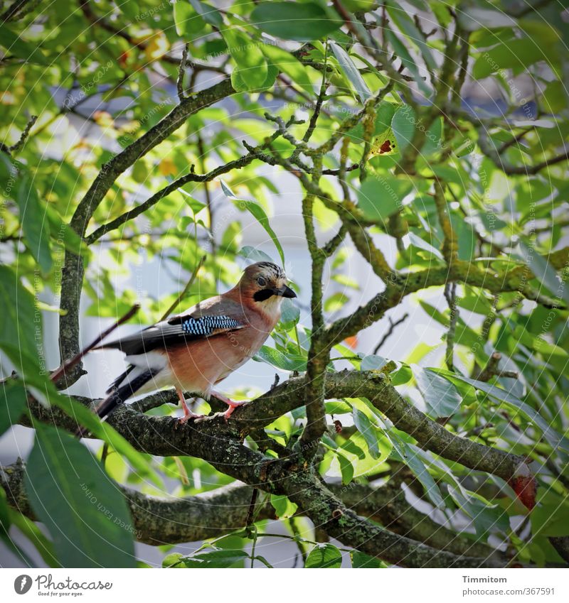 Tier | Sprachtalent Umwelt Natur Pflanze Schönes Wetter Baum Vogel 1 Blick Freundlichkeit natürlich grün Gefühle Eichelhäher Farbfoto Außenaufnahme Menschenleer