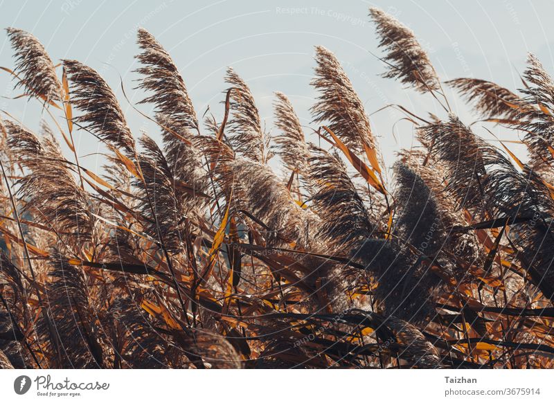 Hohes Schilfrohr auf dem Wind.Konzept der Landwirtschaft. Cloud Natur Landschaft im Freien Pflanze Saison Sommer Sonne Schönheit Himmel Wasser Hintergrund schön