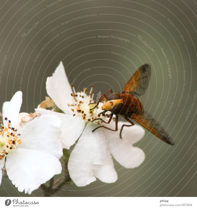 Reserve-Biene Natur Pflanze Tier Rose Blüte Park Fliege 1 gelb orange weiß Schwebfliege Hornissen-Shwebfliege Tarnung Bestäubung Camouflage Farbfoto