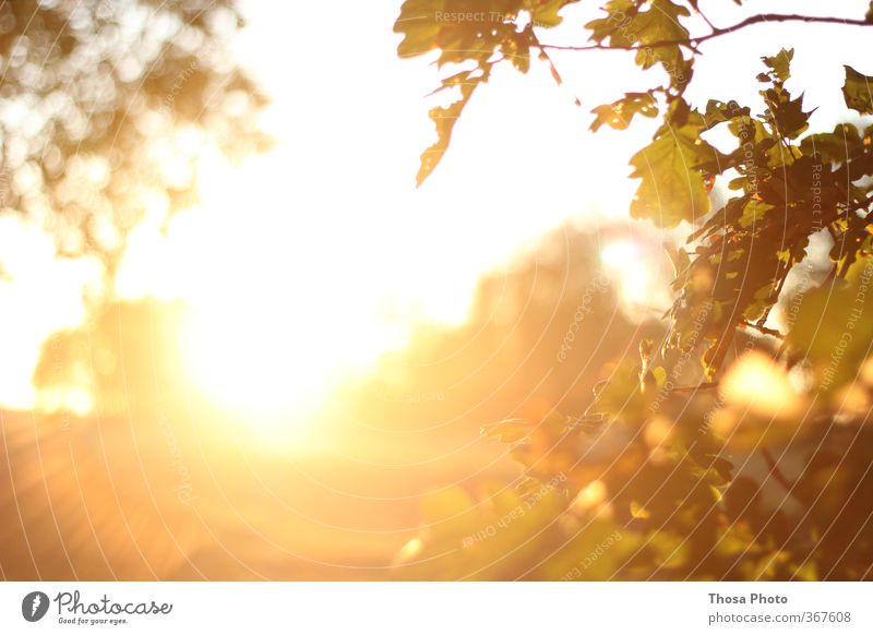 Blind Sommer Sonne hell gelb rot Blätterdach Blatt Strahlung Zweige u. Äste Abenddämmerung Außenaufnahme Tag Licht Starke Tiefenschärfe