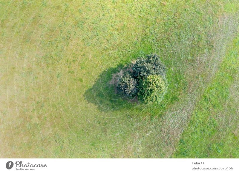 einige Bäume auf einer Wiese von oben Baum Bauminsel grün üppig (Wuchs) Sonne sonnig Bauernhof von oben nach unten Sommer