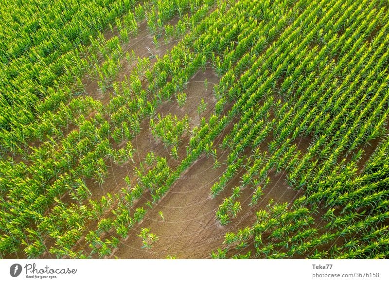 junges großes Maisfeld von oben ein Getreidefeld Wiese Bauernhof Landwirtschaft grün üppig (Wuchs) Maispflanzen junger Mais Sonne sonnig essen Gemüse