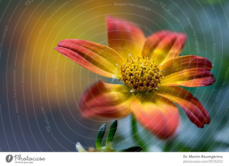 Korbblütler der Gattung Bidens, Zweizahnhybride; Sommerblüher Hybride Blütenstand Blume Asteraceae amerikanisch Balkonpflanze dekorativ gelb orange Nahaufnahme