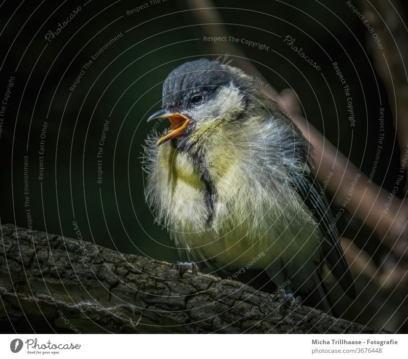 Zwitschernde junge Kohlmeise Parus major Tierjunges Küken Meisen Tiergesicht Schnabel Auge Flügel zwitschern singen Feder Ästling klein Vogel Wildtier