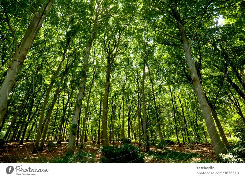 Berlin, Tiergarten ast baum berlin erholung ferien großer tiergarten himmel laubwald menschenleer naherholung natur park pflanze ruhe sommer stamm strauch