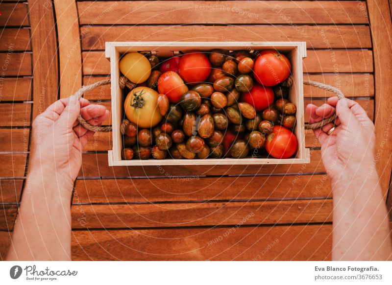 nicht wiedererkennbare Frau mittleren Alters, die mit Pflanzen arbeitet, eine Holzkiste mit frischen Tomaten hält, Gärtnerkonzept. Lebensmitte Gemüsegarten