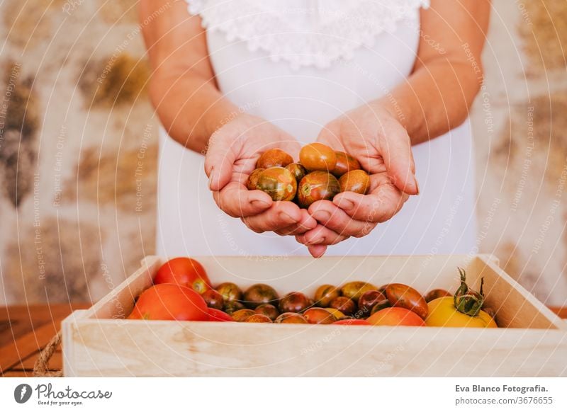 nicht wiedererkennbare Frau mittleren Alters, die mit Pflanzen arbeitet, eine Holzkiste mit frischen Tomaten hält, Gärtnerkonzept. Lebensmitte Gemüsegarten