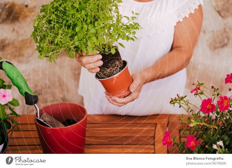 nicht erkennbare Frau mittleren Alters, die mit Pflanzen im Freien arbeitet, Gartenkonzept. Natur unkenntlich Lebensmitte 60s in den Ruhestand getreten