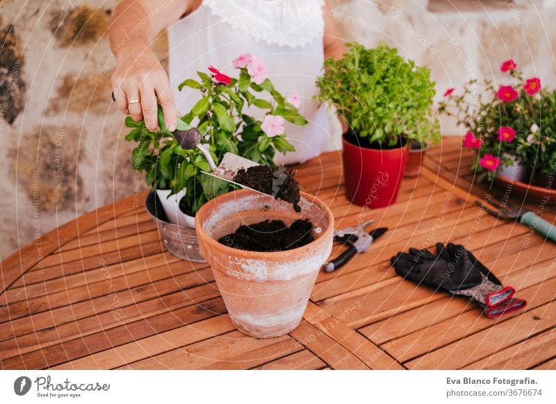 nicht erkennbare Frau mittleren Alters, die mit Pflanzen im Freien arbeitet, Gartenkonzept. Natur unkenntlich Lebensmitte 60s in den Ruhestand getreten