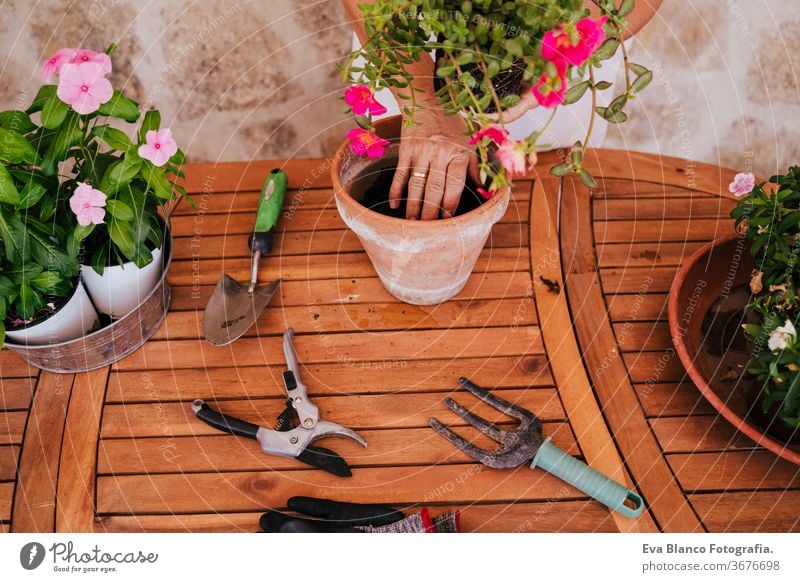 nicht erkennbare Frau mittleren Alters, die mit Pflanzen im Freien arbeitet, Gartenkonzept. Natur unkenntlich Lebensmitte 60s in den Ruhestand getreten