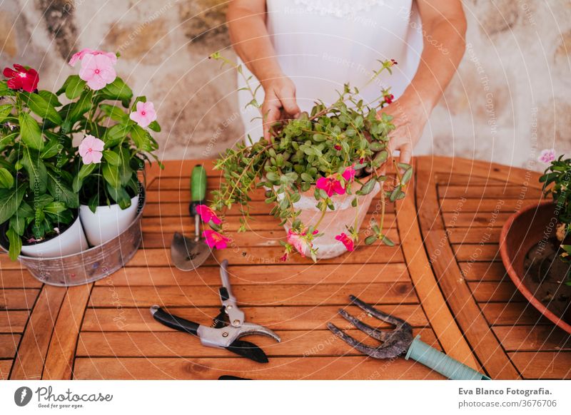 nicht erkennbare Frau mittleren Alters, die mit Pflanzen im Freien arbeitet, Gartenkonzept. Natur. unkenntlich Lebensmitte 60s in den Ruhestand getreten