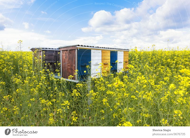 Bienenstöcke im blühenden Rapsfeld im Frühling Ackerbau Tier Imker Bienenkorb Bienenzucht Imkerei Bienenstock Blüte blau Kasten Wolken Kiste Ernte Tag Umwelt