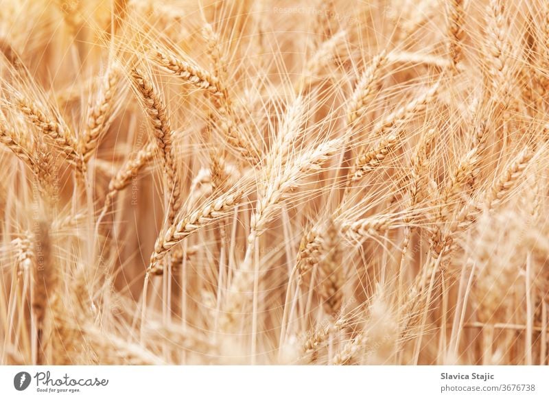 Nahaufnahme der Halme im Weizenfeld Ackerbau Hintergrund Gerste Brot Land Landschaft Ernte kultivieren trocknen Ohr Bauernhof Landwirtschaft fruchtbar Feld