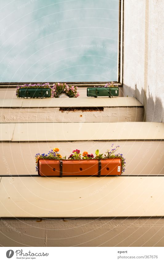 Kleingärtner Häusliches Leben Haus Dekoration & Verzierung Balkon Blume Topfpflanze Hochhaus Mauer Wand Stadt Kultur Farbfoto Außenaufnahme Menschenleer