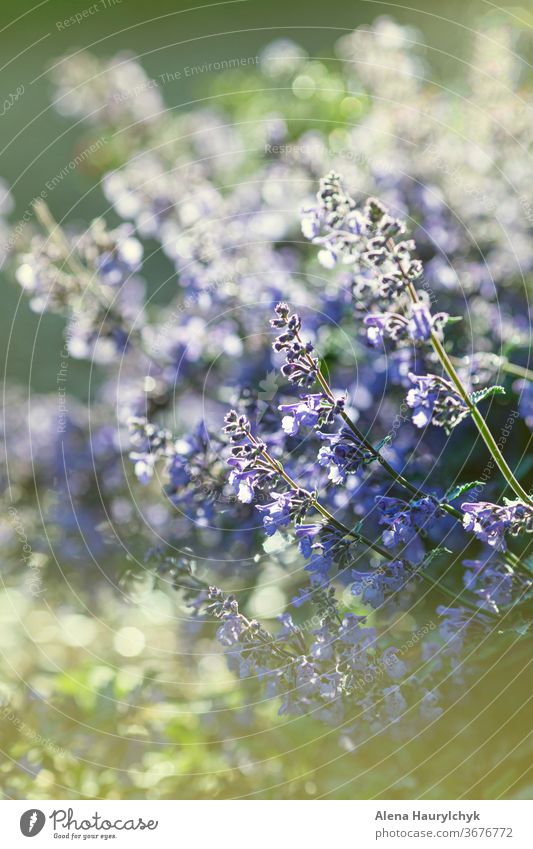 Wunderschöne violette Blüten der Katzenminze (Nepeta cataria) im Sommergarten. Weichzeichnender violetter sommerlich-sonniger Hintergrund. abstrakt