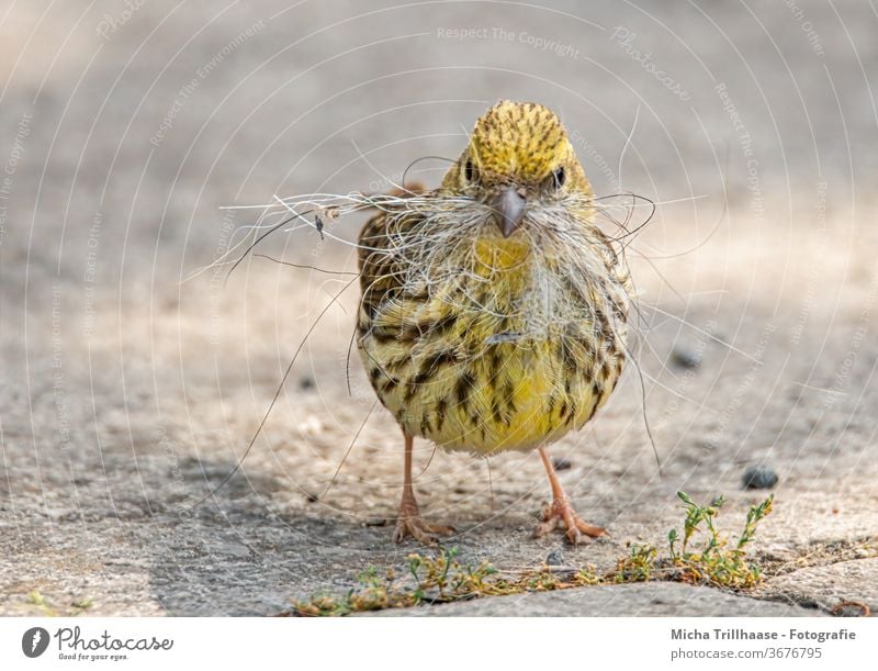 Goldammer mit Nistmaterial im Schnabel Emberiza citrinella Vogel Wildvogel Kopf Augen Beine Krallen Federn gefiedert Flügel Nestbau sammeln festhalten Tier