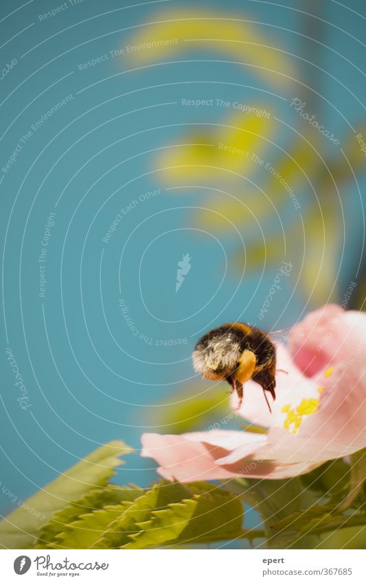 Hummel im Anflug Natur Blüte Tier Insekt 1 fliegen Farbfoto Außenaufnahme Nahaufnahme Detailaufnahme Menschenleer Schwache Tiefenschärfe