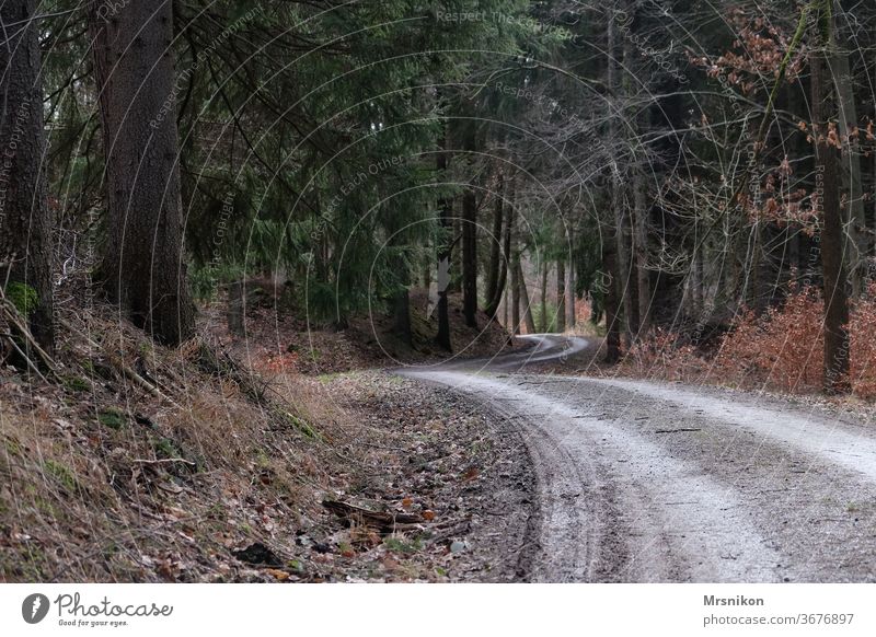 Waldweg Weg Wanderung einsam allein menschenleer Forstweg wandern Tannennadel Fichtenwald Landschaft Farbfoto Natur Außenaufnahme grün Baum Umwelt Ausflug