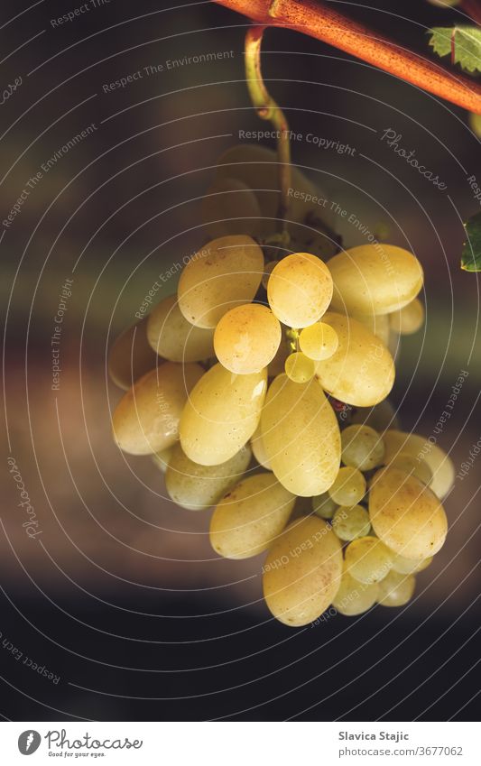 Reife Trauben hängen an der Rebe im Sonnenlicht Ackerbau Hintergrund Ast hell Haufen Kopie Land Umwelt fallen Bauernhof Feld Lebensmittel frisch Frucht Weinrebe