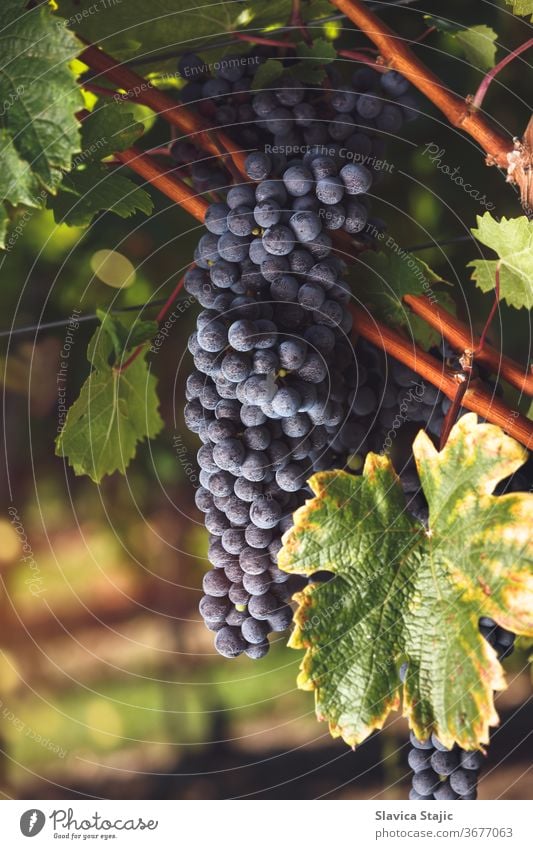 Reife Cabernet-Trauben auf einem Weinberg zur Zeit des Sonnenuntergangs Ackerbau Herbst Rücklicht schwarz blau Bordeaux-Wein Ast hell Haufen Cluster Land Ernte