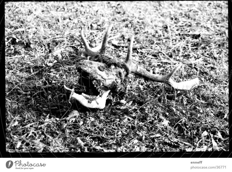 shoot`em up analog Hirsche Paddel Horn Wiese Tod ganz tot noch toter überaus tot Schwarzweißfoto bone bones Kontrast