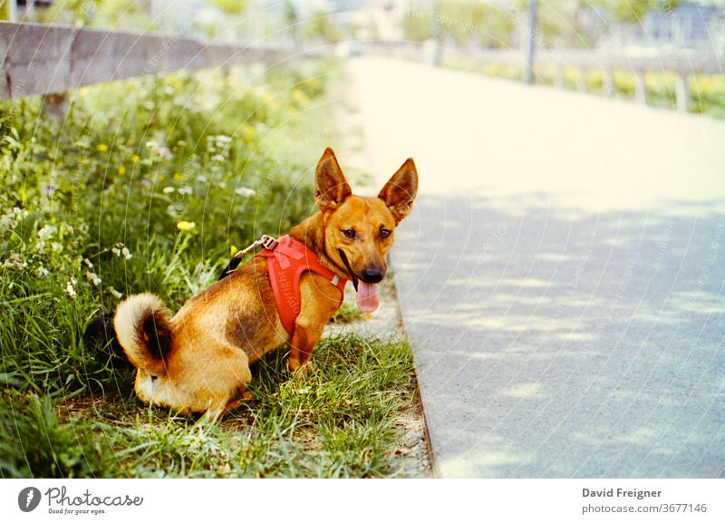 Kleiner Hund hechelt in der Hitze des Sommers und läßt die Zunge hängen. Auf 35mm Film fotografiert. heiß hecheln Stadt Sitz Park folgsam Folgsamkeit Belohnung