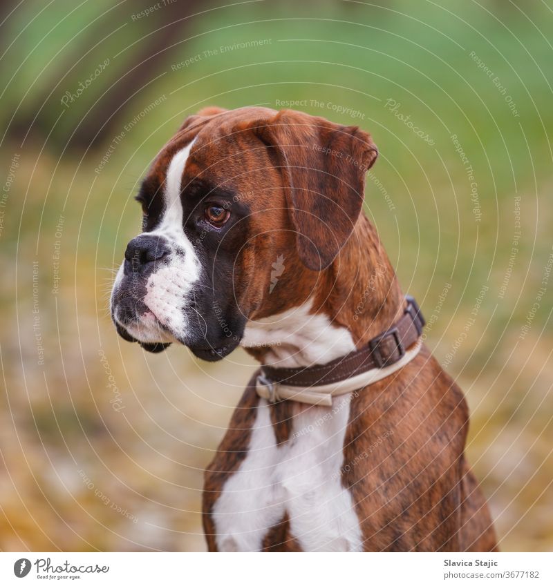 Porträt eines deutschen Boxerhundes auf einer Wiese sitzend, Nahaufnahme Tier Herbst Hintergrund schwarz züchten braun Eckzahn abschließen Hund Hündchen