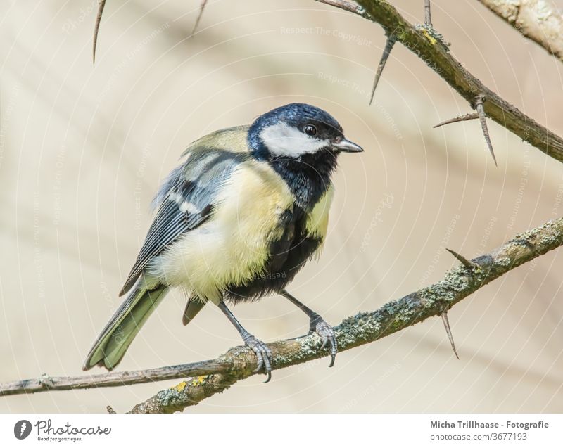 Kohlmeise im Sonnenschein Parus major Meisen Tiergesicht Schnabel Auge Feder Flügel Krallen Zweige u. Äste Baum Vogel Wildtier Natur Tierporträt Nahaufnahme