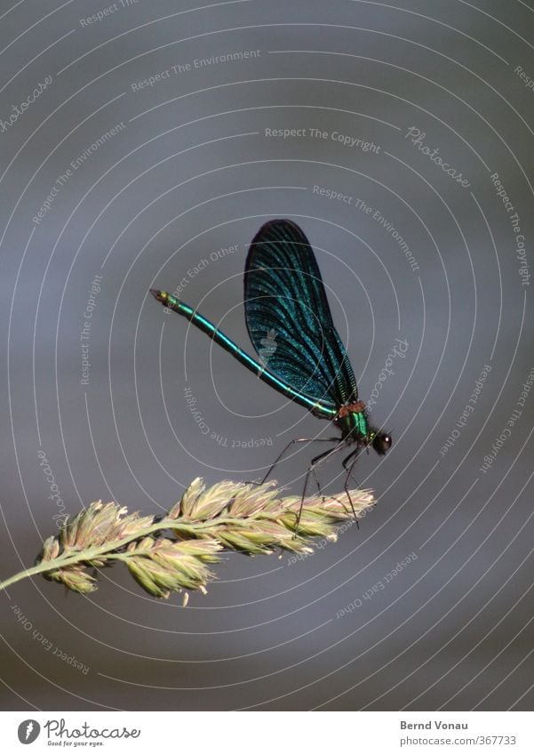 Calopteryx virgo Pflanze Bach Tier Libelle 1 sitzen Bachufer Flügel blau seitwärts Insekt Prachtlibellen Natur Außenaufnahme Farbfoto Nahaufnahme