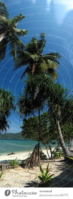 Ko Lipe Thailand Strand Meer Küste Sonne ruhig Palme Sommer Panorama (Aussicht) Weitwinkel Ferien & Urlaub & Reisen Einsamkeit unberührt Ferne grün Sand Insel