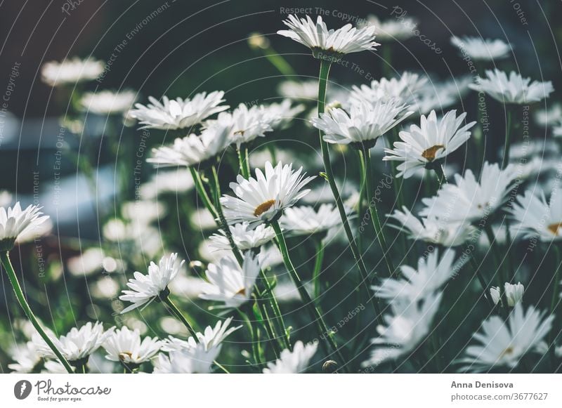 Weiße Kamillen Gänseblümchen Echte Kamille Blume Garten frisch Gänseblümchenblume Nahaufnahme Hintergrund Pflanze Blüte Natur weiß geblümt im Freien grün