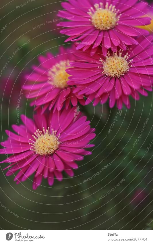 vier purpurrote Herbstastern Astern Aster dumosus Herbstblumen blühende Astern Blumen Gartenblumen Gartenpflanzen Oktober Oktoberblüte Herbstblüher Blütezeit