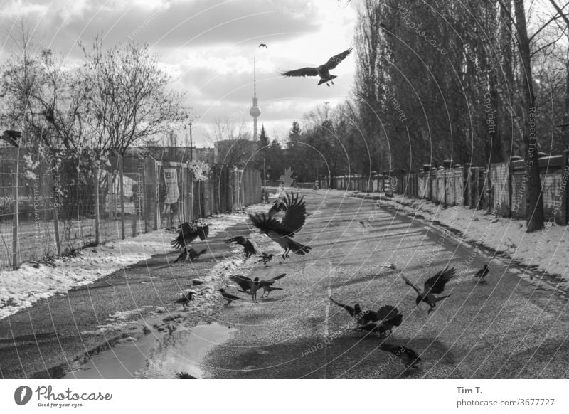 Raben im Mauerpark Winter Prenzlauer Berg mauerpark Berlin Stadt Außenaufnahme Hauptstadt Stadtzentrum Menschenleer Tag Schwarzweißfoto