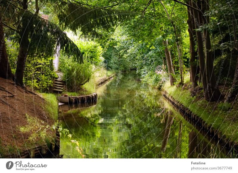 Spreewaldpanörama Wasser Außenaufnahme Natur Fluss Baum Landschaft Farbfoto Umwelt Wald Menschenleer Pflanze Reflexion & Spiegelung Flussufer Schönes Wetter