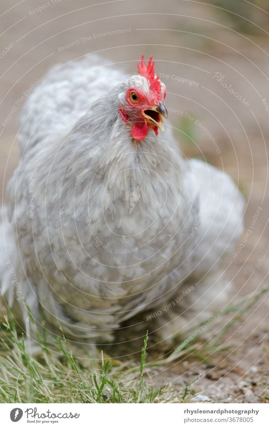 2 - Vertikales Porträtbild eines grauen Zwergbananen, der krächzt und gackert, während er auf die Kamera zugeht. Hähnchen rot Gesicht hell Haustier rein